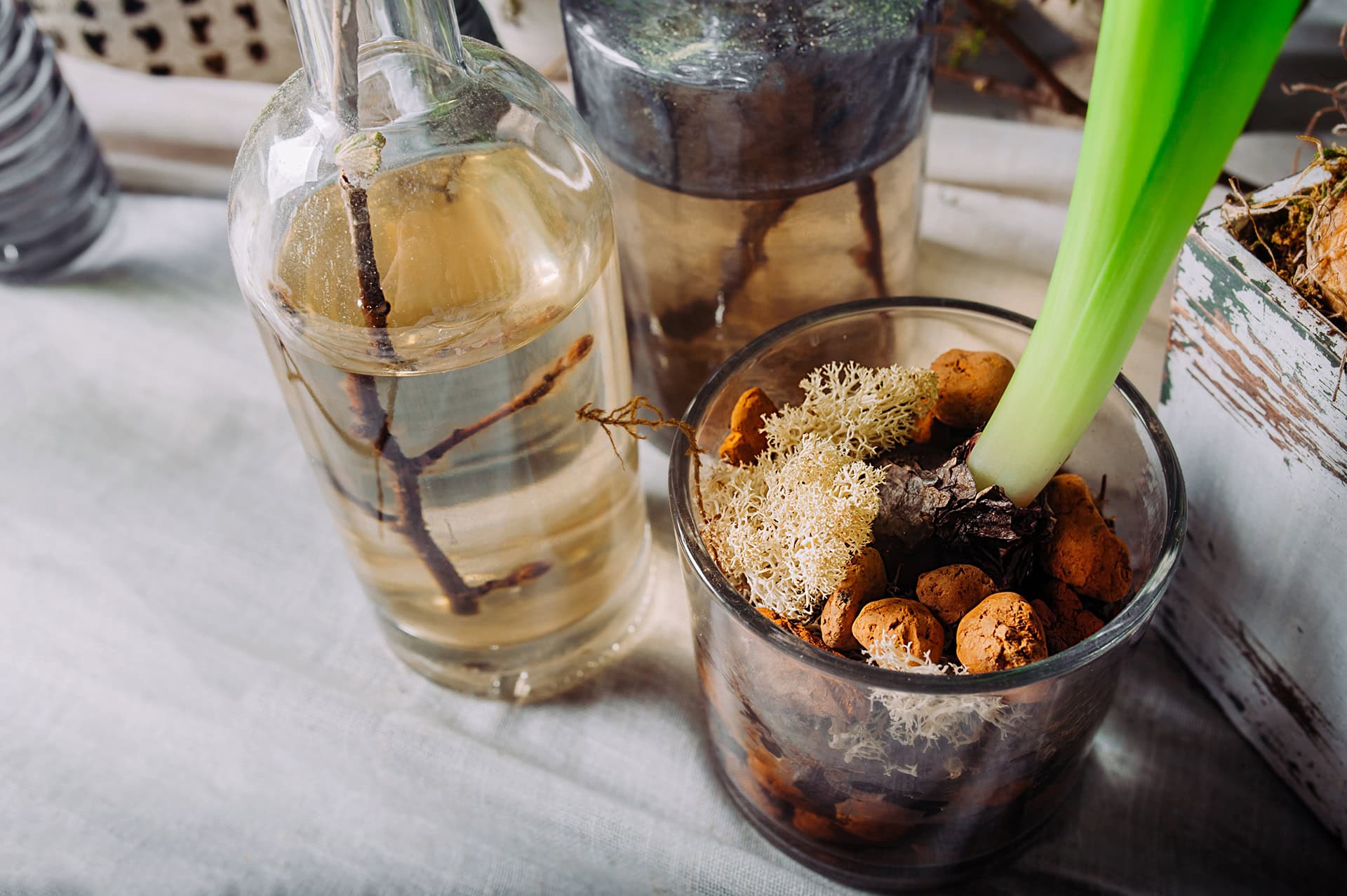Fermentierte Pflanzen für das Gehirn im Winter: AuraNatura®’s innovative Lösungen